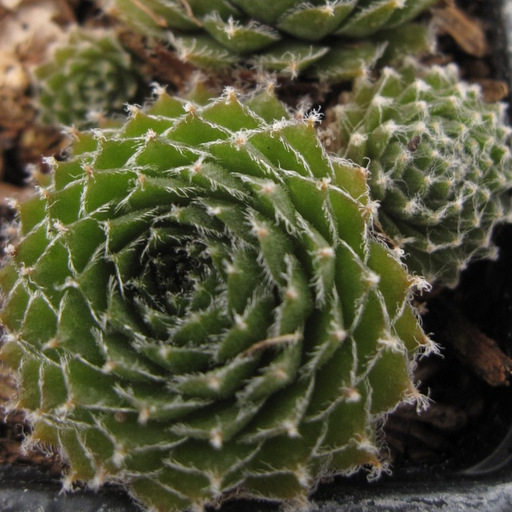 Sempervivum montanum debile - Click Image to Close
